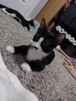 Pierre FFC00306 -  Domestic Short Hair and Tuxedo Cat Available for Adoption in Omaha, Nebraska - Pierre FFC00306 | PetCurious