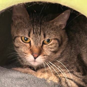 Rescue Domestic Short Hair Cats for Adoption in Midland, Texas - Angus | PetCurious