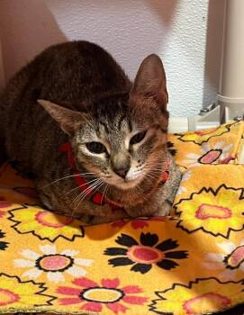 Mama Kitty #1 -  Domestic Short Hair Cat for Adoption in Labelle, Florida - Mama Kitty #1 | PetCurious