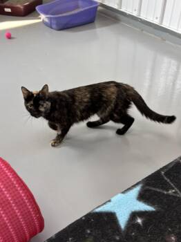 Kalani -  Tortoiseshell Cat for Adoption in Big Rapids, Michigan - Kalani | PetCurious