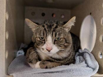 KYLO -  Domestic Short Hair Cat for Adoption in Kent, Washington - KYLO | PetCurious