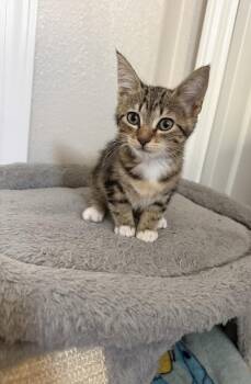 Bulbasaur (1840) -  Tabby Cat for Adoption in Zephyrhills, Florida - Bulbasaur (1840) | PetCurious