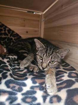 Wiskerwoo -  Domestic Short Hair Cat for Adoption in Hudson, New Hampshire - Wiskerwoo | PetCurious