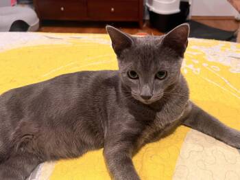 Whopper -  Russian Blue and Domestic Short Hair Cat for Adoption in Syosset, New York - Whopper | PetCurious