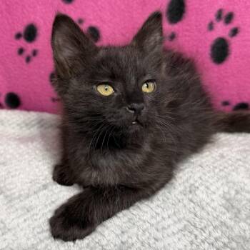 Nami -  Domestic Short Hair Cat for Adoption in Spokane, Washington - Nami | PetCurious