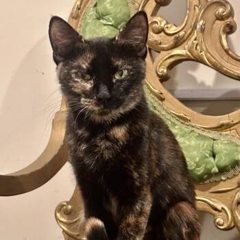 Cinder (Firehouse Mama) -  Domestic Short Hair Cat for Adoption in Westport, Connecticut - Cinder (Firehouse Mama) | PetCurious