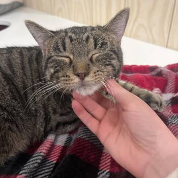 Domestic Short Hair Cats Available for Adoption in Bentonville, Arkansas - Missy | PetCurious