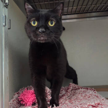 Rescue Burmese Cats for Adoption in Chattanooga, Tennessee - Mickey | PetCurious