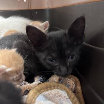 Domestic Short Hair Cats Available for Adoption in Leander, Texas - Ziglets | PetCurious