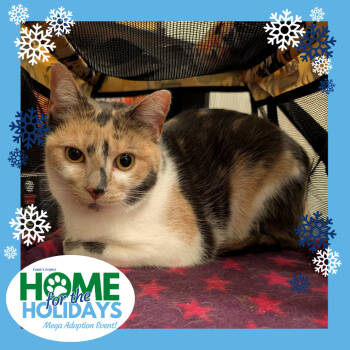 Rescue Domestic Short Hair Cats for Adoption in Cincinnati, Ohio - Sugar Mama | PetCurious