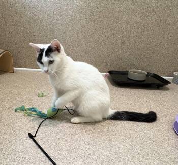 Suzi -  Domestic Medium Hair and Turkish Van Cat for Adoption in Mccormick, South Carolina - Suzi | PetCurious