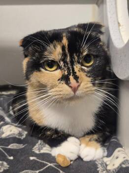 Scottish Fold Cats Available for Adoption in Bellingham, Washington - Ray | PetCurious
