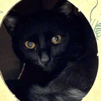 CALVIN -  Domestic Short Hair Cat for Adoption in St. Louis, Missouri - CALVIN | PetCurious