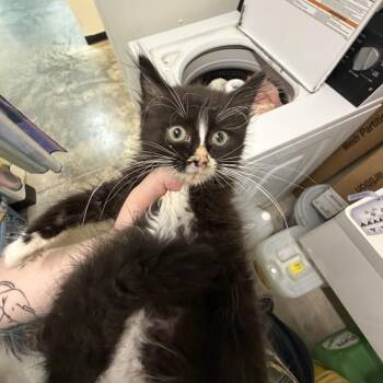 Tootsie Roll -  Domestic Medium Hair Cat for Adoption in Albert Lea, Minnesota - Tootsie Roll | PetCurious