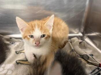 NOODLE -  Domestic Short Hair Cat for Adoption in Grand Prairie, Texas - NOODLE | PetCurious