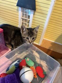 Domestic Short Hair Cats Available for Adoption in Pleasanton, California - Gloriosa | PetCurious