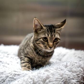 Tiger -  Domestic Short Hair Cat for Adoption in Gainesville, Georgia - Tiger | PetCurious