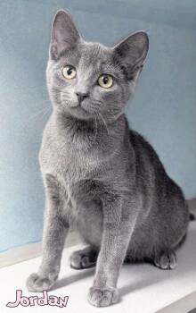 Jordan -  Domestic Short Hair Cat for Adoption in Mason, Michigan - Jordan | PetCurious