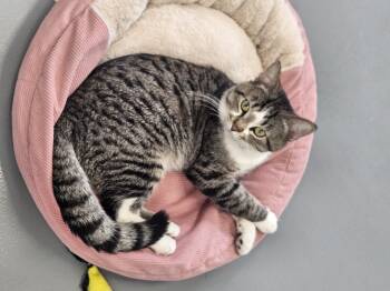 Domestic Short Hair Cats Available for Adoption - Maximus | PetCurious