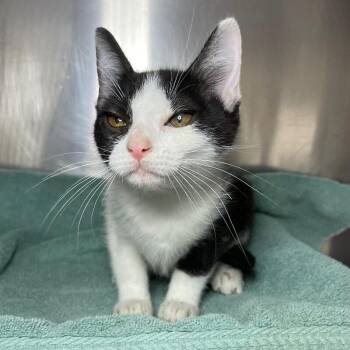 Domestic Short Hair Cats Available for Adoption - Elena | PetCurious