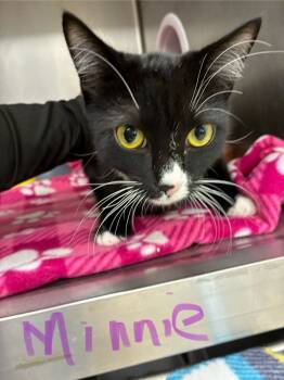 Rescue Domestic Short Hair Cats for Adoption in Stockton, California - Minnie | PetCurious