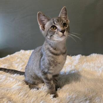 Jennings -  Domestic Short Hair Cat for Adoption in Centerville, Tennessee - Jennings | PetCurious