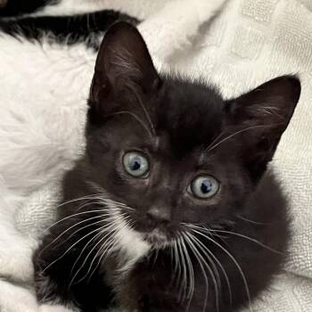 Flynn -  Domestic Short Hair Cat for Adoption in Quakertown, Pennsylvania - Flynn | PetCurious