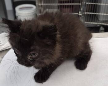 Pen 39 Chives -  Domestic Short Hair Cat for Adoption in Lawrenceville, Georgia - Pen 39 Chives | PetCurious