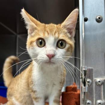 Orange Pop -  Domestic Short Hair Cat for Adoption in Newport, North Carolina - Orange Pop | PetCurious