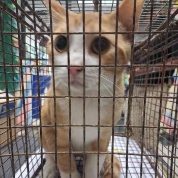 Munin -  American Shorthair Cat for Adoption in Lufkin, Texas - Munin | PetCurious