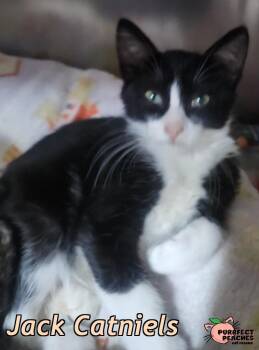 Jack Catniels -  Domestic Short Hair Cat for Adoption in Douglasville, Georgia - Jack Catniels | PetCurious