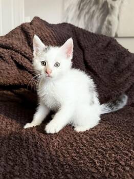 Tootles (bonded to Nibs) -  Domestic Short Hair Cat for Adoption in Columbia, Maryland - Tootles (bonded To Nibs) | PetCurious