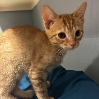 Anton -  Domestic Short Hair Cat for Adoption in Chattanooga, Tennessee - Anton | PetCurious