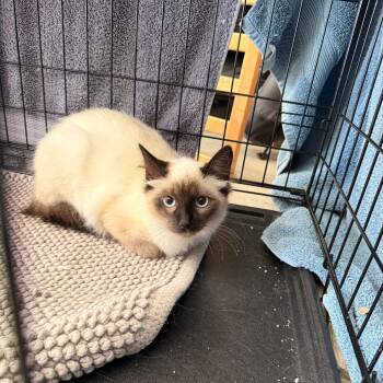 Yang -  Domestic Medium Hair Cat for Adoption in Vallejo, California - Yang | PetCurious
