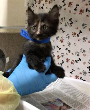 MUNCHKIN -  Domestic Short Hair Cat for Adoption in Riverside, California - MUNCHKIN | PetCurious