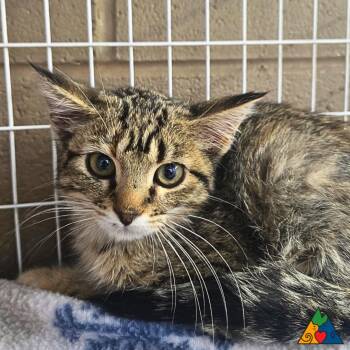Rescue Domestic Short Hair Cats for Adoption in Douglas, Wyoming - Midge | PetCurious