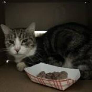 Domestic Short Hair Cats Available for Adoption in Hilliard, Ohio - Francine | PetCurious