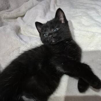 Tony -  Domestic Short Hair Cat for Adoption in Dekalb, Illinois - Tony | PetCurious