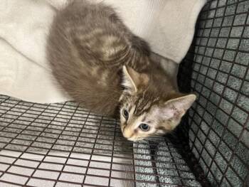 WALLIS -  Domestic Short Hair Cat for Adoption in Loveland, Colorado - WALLIS | PetCurious