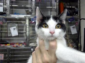 JESSE -  Domestic Short Hair Cat for Adoption in Pasadena, Texas - JESSE | PetCurious