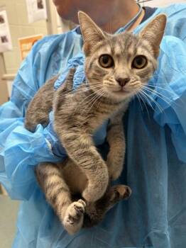 Filou -  Domestic Short Hair Cat for Adoption in Fairfax, Virginia - Filou | PetCurious