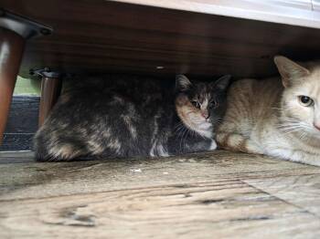 Domestic Short Hair Cats Available for Adoption - Lady Marmalade | PetCurious