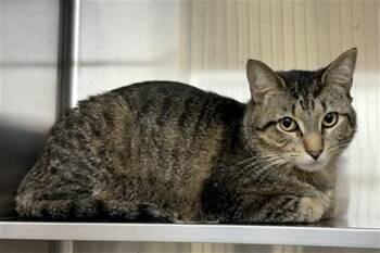 Domestic Short Hair Cats Available for Adoption in Aurora, Illinois - NEPTUNE | PetCurious