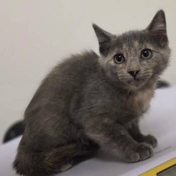 Domestic Short Hair Cats Available for Adoption in Phoenix, Arizona - Twinkie | PetCurious