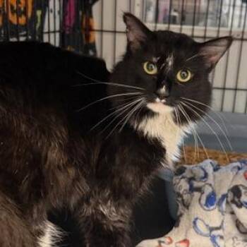 Domestic Short Hair Cats Available for Adoption - Glenn | PetCurious