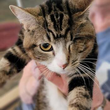 Domestic Short Hair Cats Available for Adoption - Sterling | PetCurious