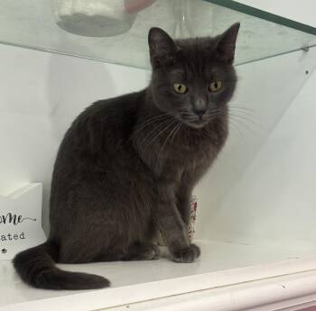 Gigi -  Russian Blue and Domestic Short Hair Cat for Adoption in Whittier, California - Gigi | PetCurious