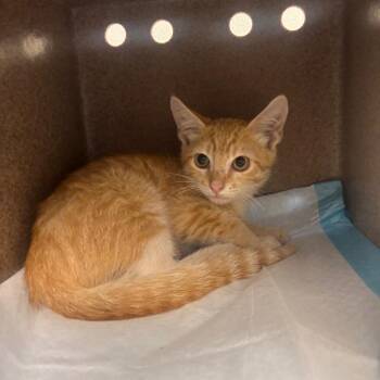 Nom Nom -  Domestic Short Hair Cat for Adoption in Abilene, Texas - Nom Nom | PetCurious