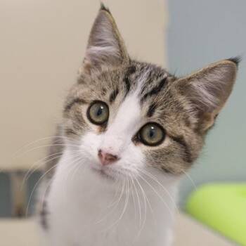 Garth -  Domestic Short Hair Cat for Adoption in Verona, Wisconsin - Garth | PetCurious