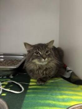 Domestic Long Hair Cats Available for Adoption - Froakie  | PetCurious